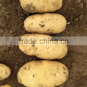 Yellow Potato thumbnail-3