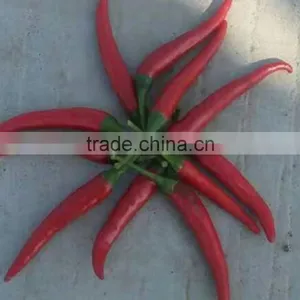2016 New Crop Factory Exporter Fresh Red Chilli With Haccp, Halal Certificates thumbnail-3