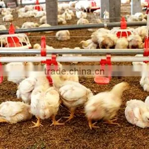 Poultry Chain Feeding System/Poultry Feeding System Manufactuer In China thumbnail-1