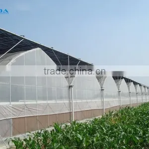BLD Large Multi-span Plastic Film Greenhouse/agriculture Greenhouse thumbnail-3