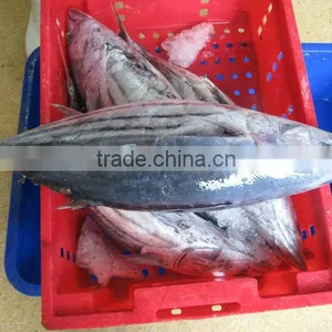 Tuna Skipjack thumbnail-2