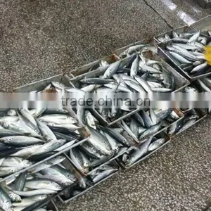 Company Export Fish Horse Mackerel thumbnail-2