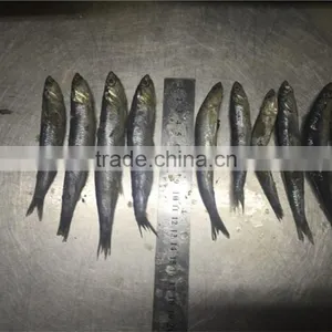 2016 High Quality Sea Frozen Anchovy thumbnail-2