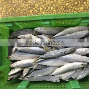 Frozen Mackerel Fish thumbnail-4
