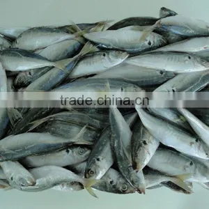 High Quality Horse Mackerel /Pacific/Atlantic Mackerel Fish for Sale thumbnail-1