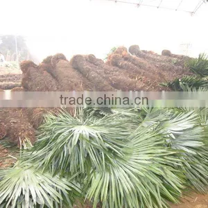 Trachycarpus Fortunei Grower thumbnail-1