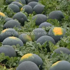 Hybrid f1 Black Watermelon Seeds With Red Flesh thumbnail-3