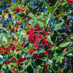 Wintergreen Oil Holly Oil Aromatherapy Essential Oil thumbnail-3