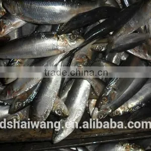 Frozen Sardine Supplier thumbnail-2