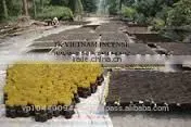 Raw Incense Stick thumbnail-4