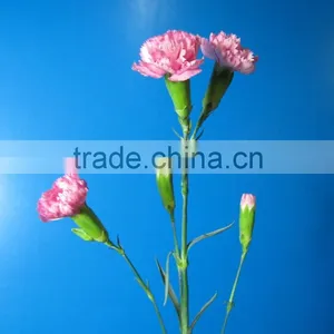 Reasonable Price Top Sell Carnation of Fresh Flower for Decoration thumbnail-1