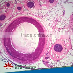 25pcs Hot Sale Plant,Animal,Microbiology,Mixed Prepared Slides Set thumbnail-4