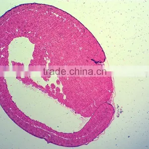Biology Chick Embryo Microscope Slides thumbnail-3