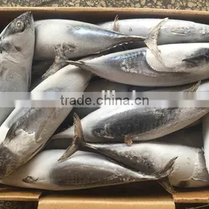 Wholesale Seafrozen Bonito Whole Bonito Tuna Fish 300-800g up thumbnail-1