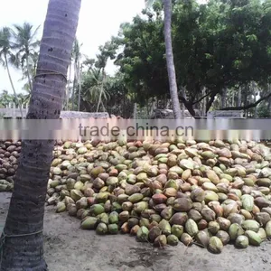 Semi Husked Coconuts From Tamilnadu thumbnail-2