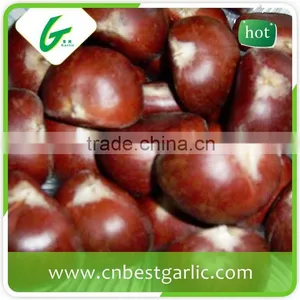 Horse Fresh Chestnut Oil thumbnail-5