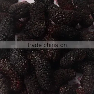 Mulberry thumbnail-1