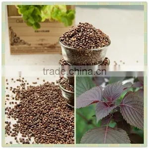 GMP Certified Organic Perilla Seed Oil Top Quality thumbnail-2