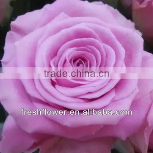 Supply High Quality Fresh Rose Flower From China thumbnail-1