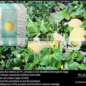 Melon Bag thumbnail-1
