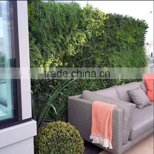 Exterior Grade Green Walls Made With Buxus Sprays to Create a Simple Green Backdrop thumbnail-4