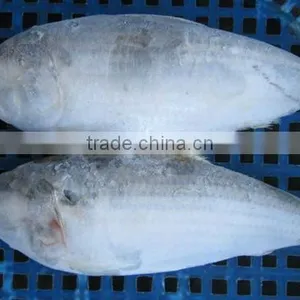Frozen Sardine Fish thumbnail-1