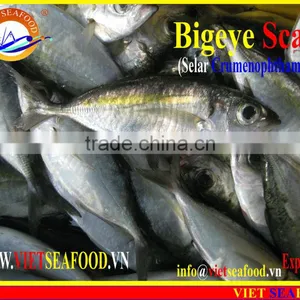 FROZEN BIGEYE SCAD WHOLE ROUND thumbnail-6