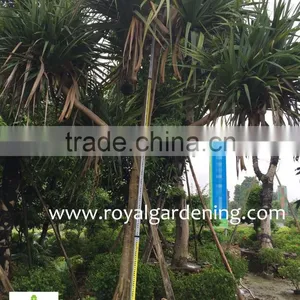 Pandanus Utilis High 4-5m Landscaping Tree thumbnail-2