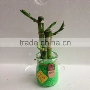 Lucky Bamboo Dracaena Sauderiana Mini Plant thumbnail-2