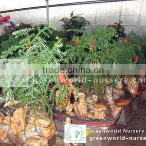 Araucaria Heterophylla Indoor Bonsai Trees thumbnail-1