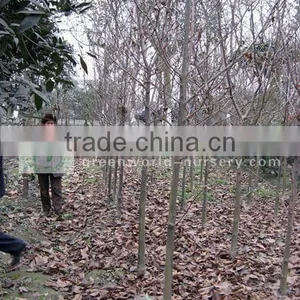 Magnolia Denudata High Trunk thumbnail-1