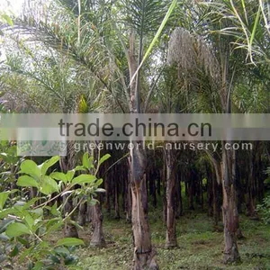 Syagrus Romenzoffianum Palm Tree thumbnail-1