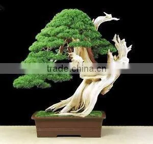 Artificial In Outdoor Cedar Bonsai Tree Topiary Cypress Pine thumbnail-2