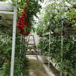 Hydroponic Tomato Cultivation Greenhouse With PC Sheet Covering thumbnail-4