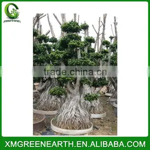 Ficus Microcarpa Multiroots 2m (2) thumbnail-2