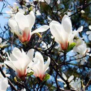 Magnolia Denudata Prices, Quotation Table From Origin, Pictures thumbnail-4