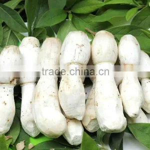 Dry Coprinus Comatus Mushroom China thumbnail-1