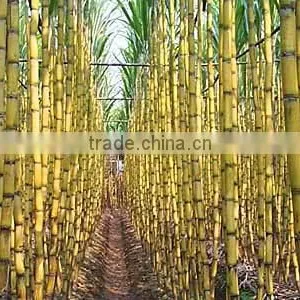 Brazilian Sugar Icumsa 45 thumbnail-4