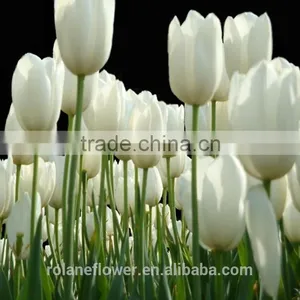 Graceful High Quality White Tulip Flower for Exporting thumbnail-4