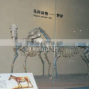 High Quality Fiberglass Animal Skeleton Model thumbnail-1