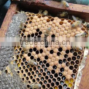 Chinese Green Propolis thumbnail-6