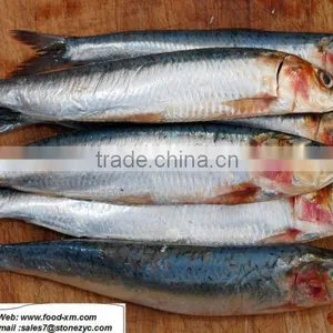 Frozen Whole Sardine 16cm+ Sardine for Canning thumbnail-1