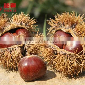 Organic Fresh Chestnuts Wholesale--best Chestnuts in the World thumbnail-2