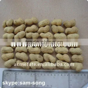 Raw Peanut in Shell thumbnail-1