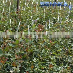 Quality Fresh Cut Flower in China /design Roses/jasmine/decorative Natural Flowers thumbnail-5