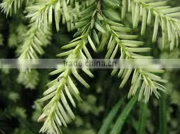 100% Original Quality Pine Sylvestris Oil thumbnail-3