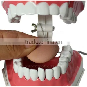 Handmade Plastic Dental Jaws Human Teeth Model thumbnail-3