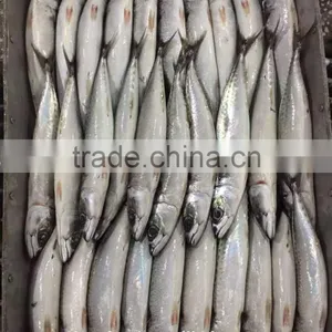Fishing Supplies From China Frozen Mackerel thumbnail-1