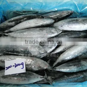 for Canning Low Price 200g Fresh Frozen Bonito Tuna thumbnail-3