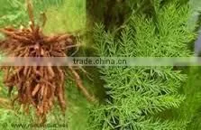 Asparagus Racemosus thumbnail-2